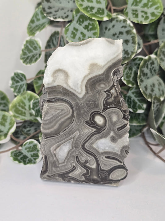 Stromatolite Slab (Polished Face) 637g