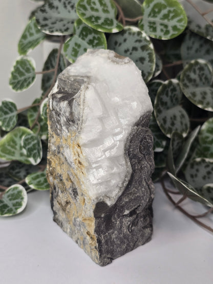 Stromatolite Slab (Polished Face) 637g