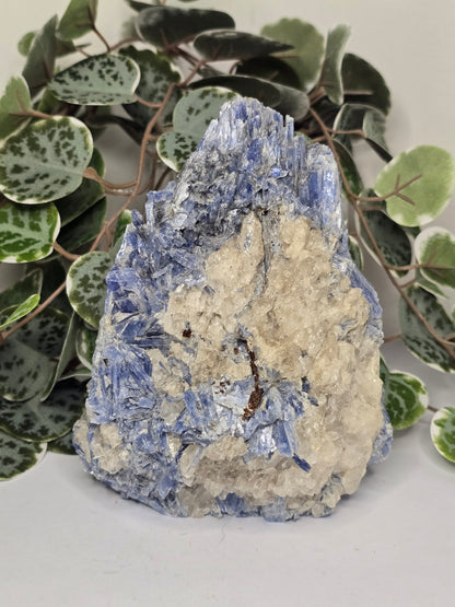 Blue Kyanite on Matrix Specimen 1.12kg