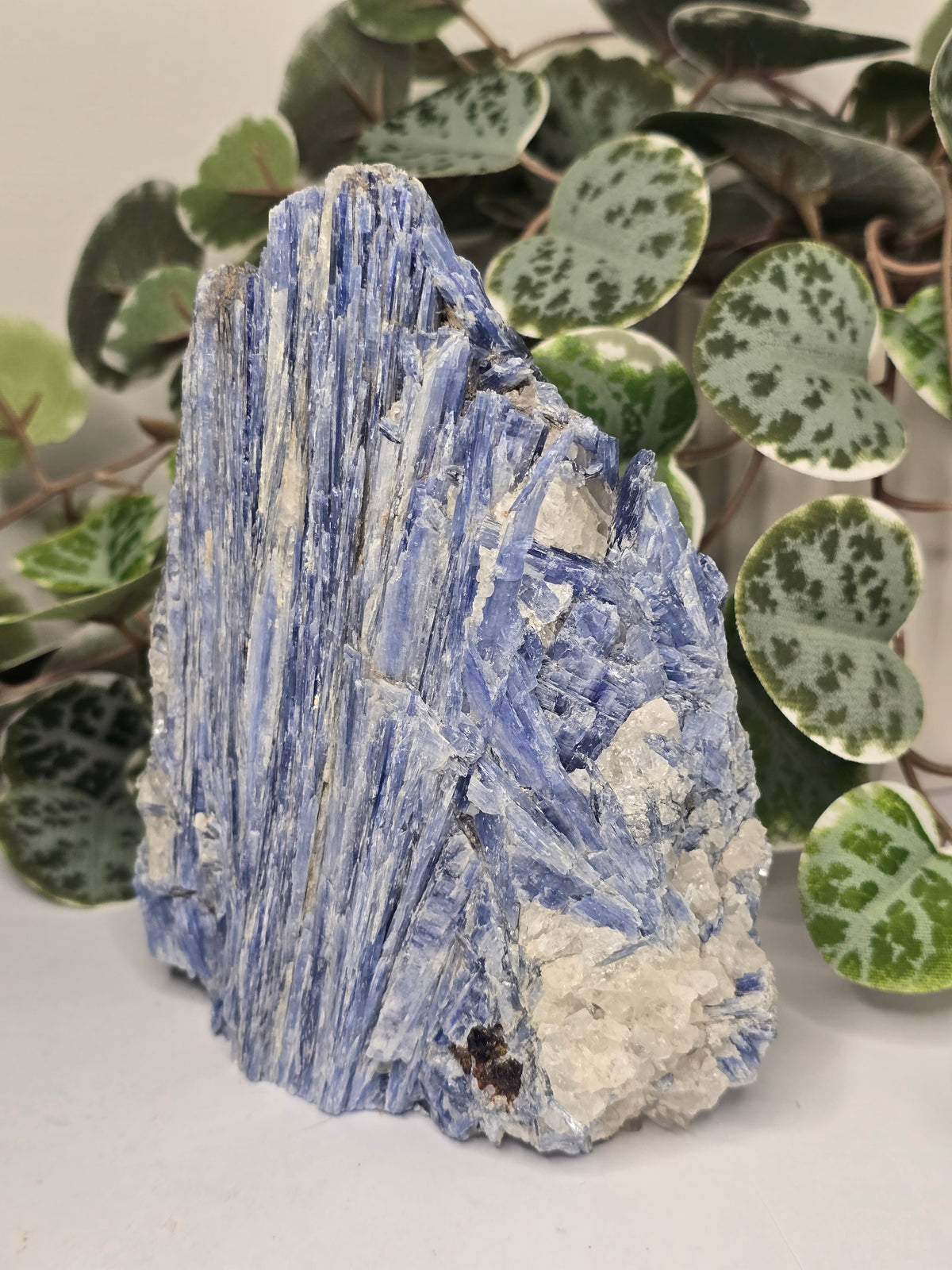 Blue Kyanite on Matrix Specimen 1.12kg