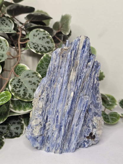 Blue Kyanite on Matrix Specimen 1.12kg