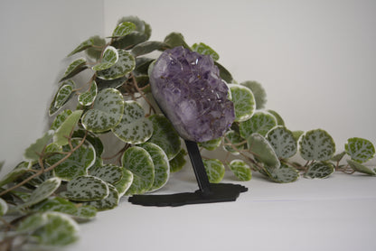 Amethyst Free Form Cluster on Stand 553g
